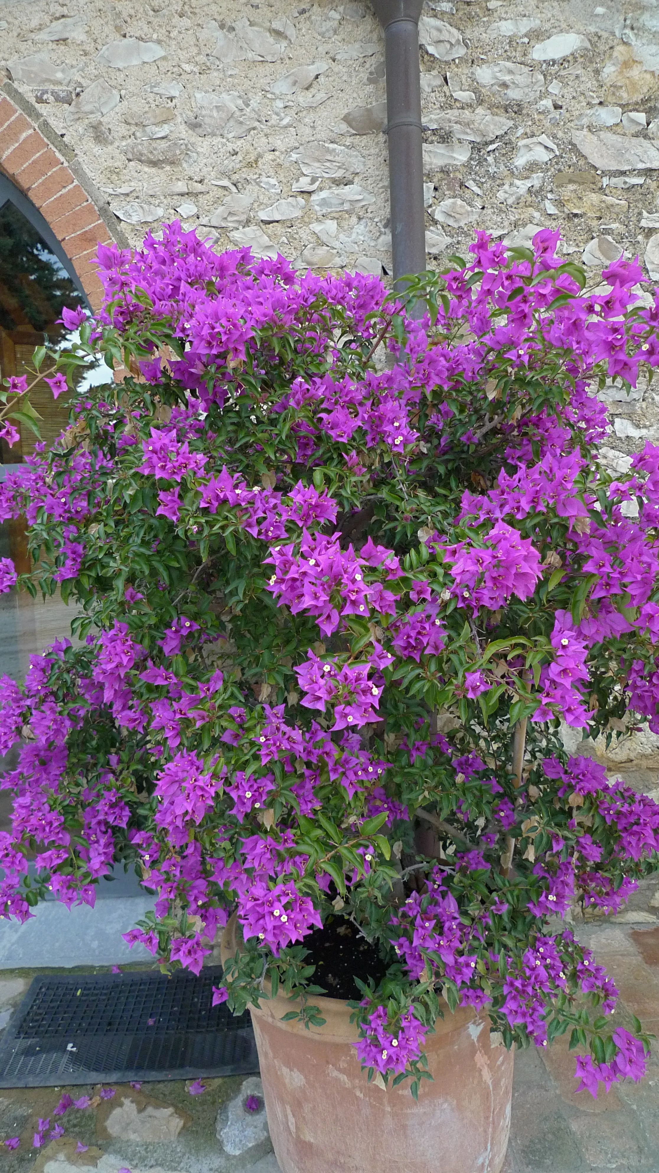 CASA EMMA WINE_5.JPG