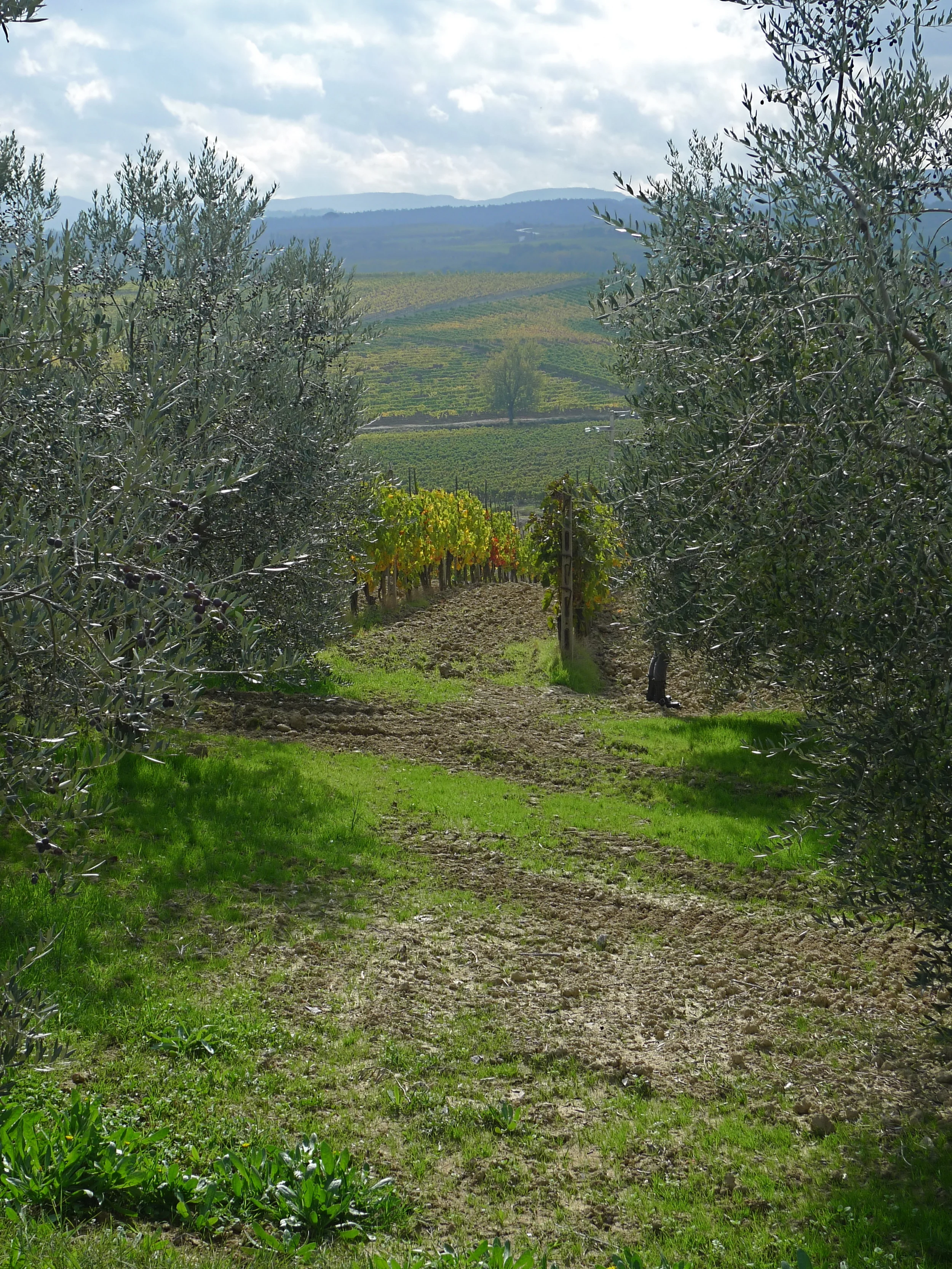 MONTEPULCIANO_29.JPG