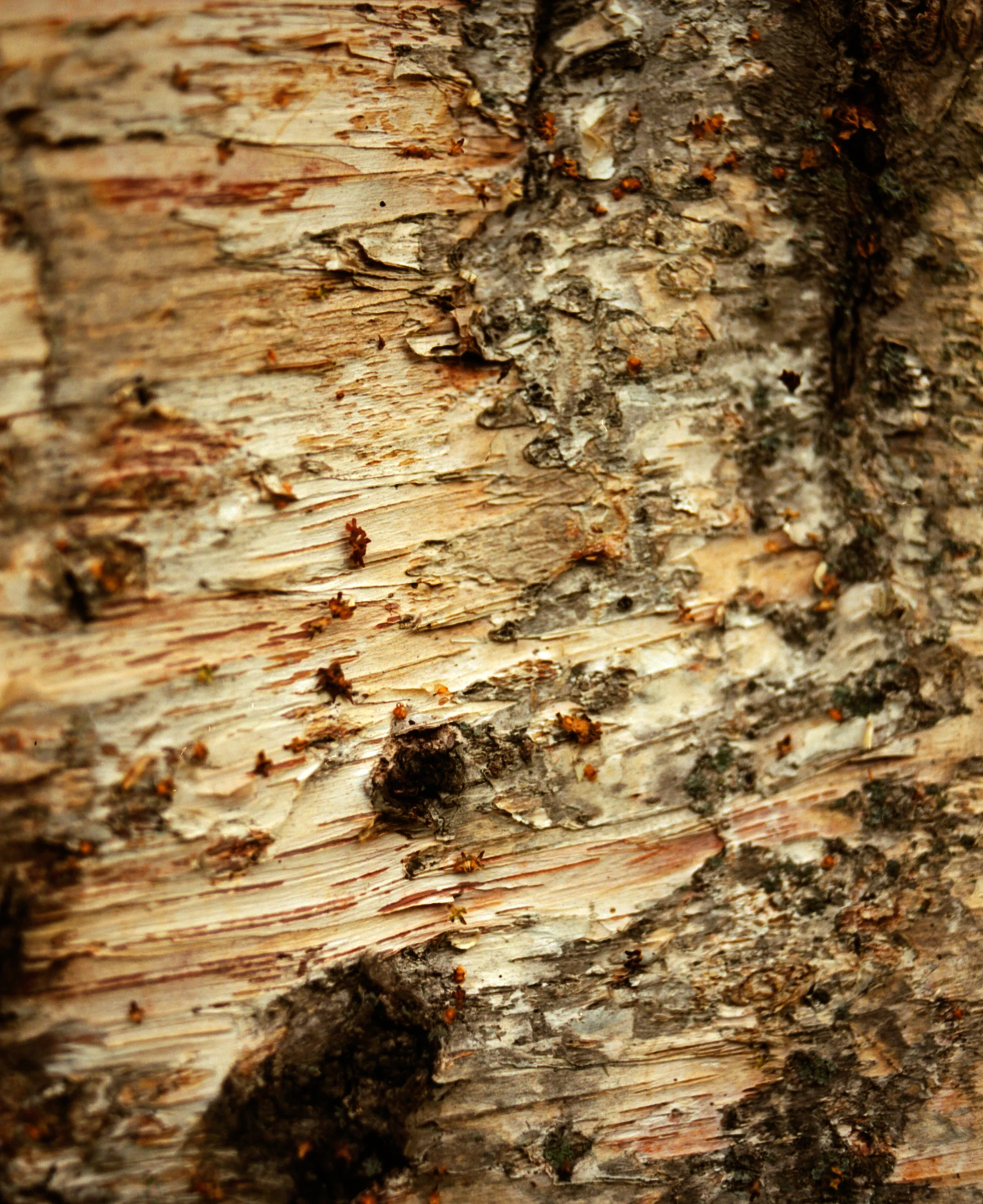 HUES - ALVAR MAGAZINE