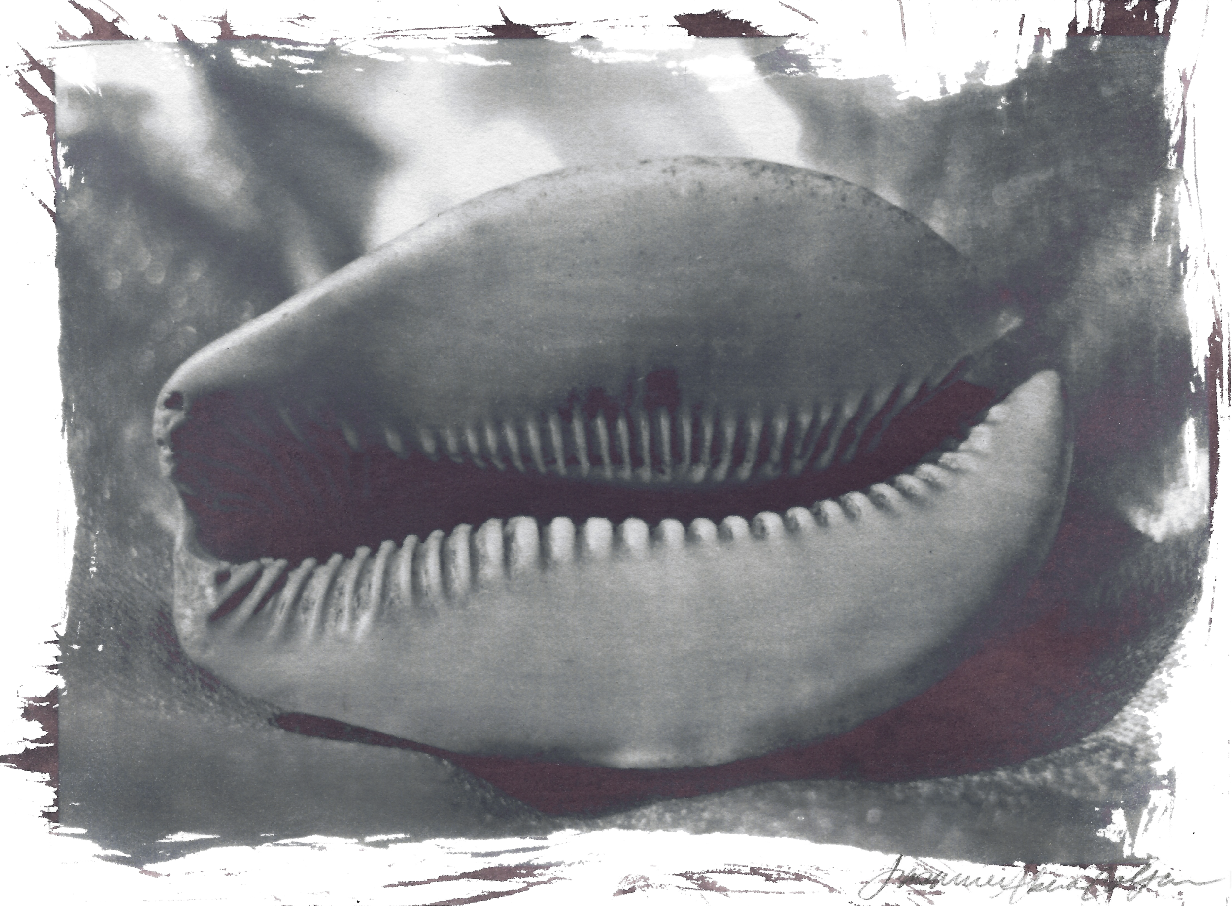 cowrie shell 4.png