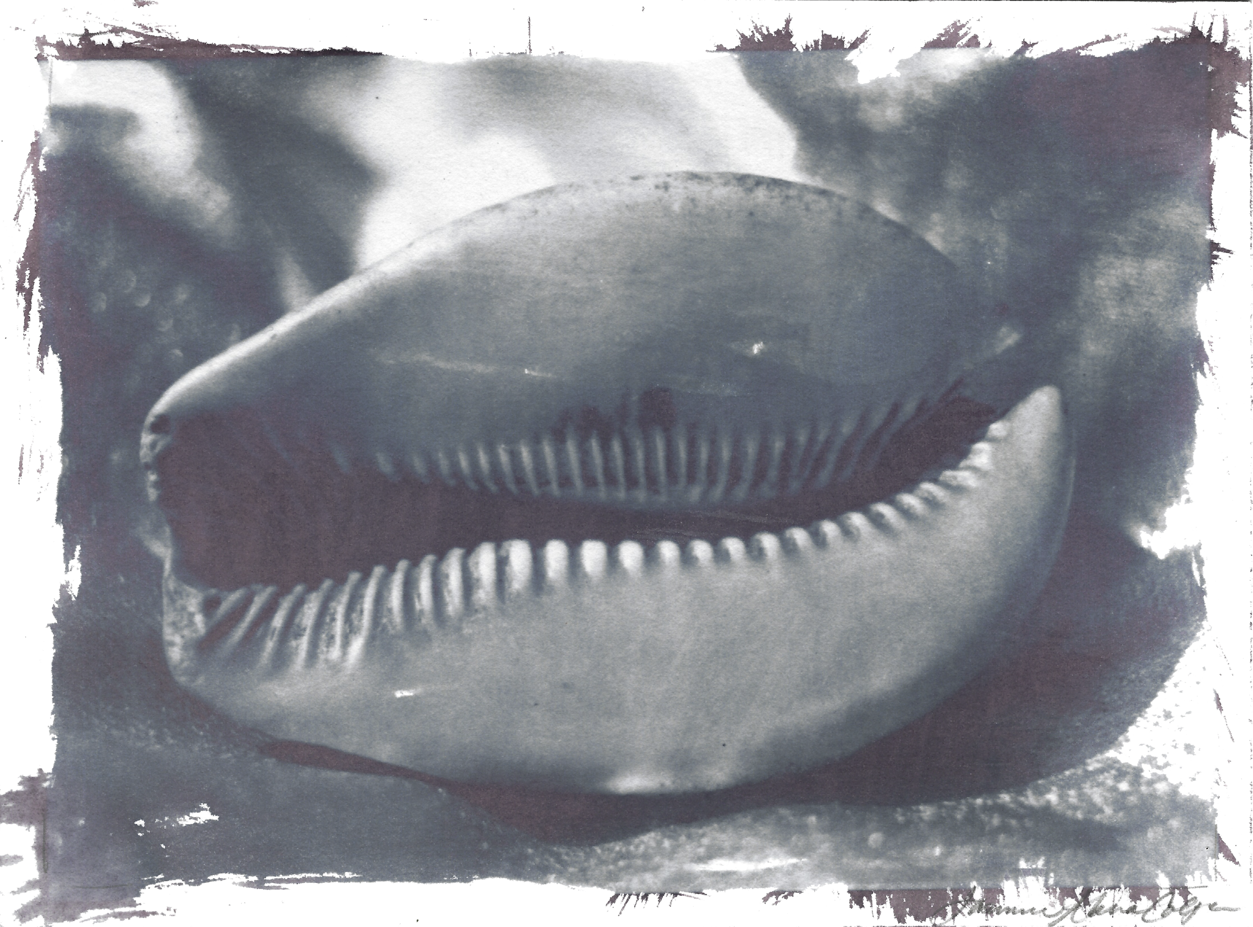 cowrie shell 9.png