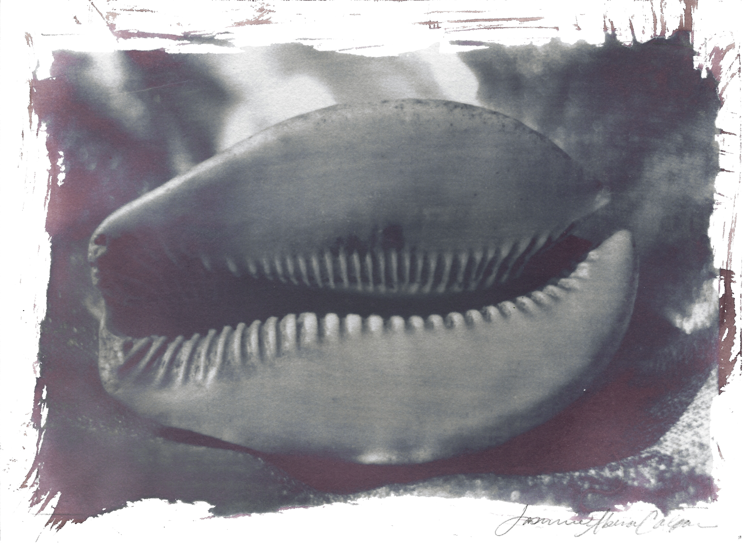 cowrie shell 12.png