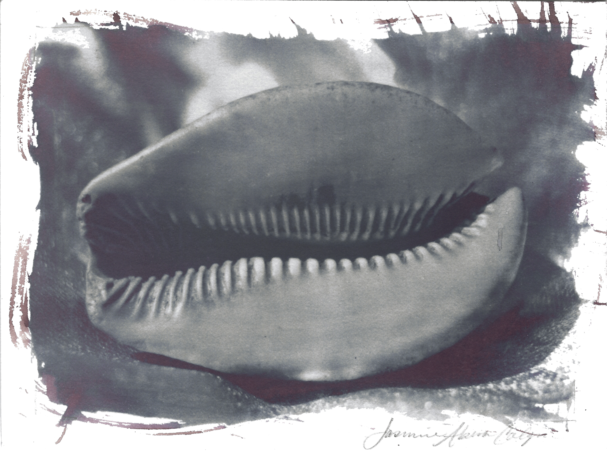 cowrie shell 13.png