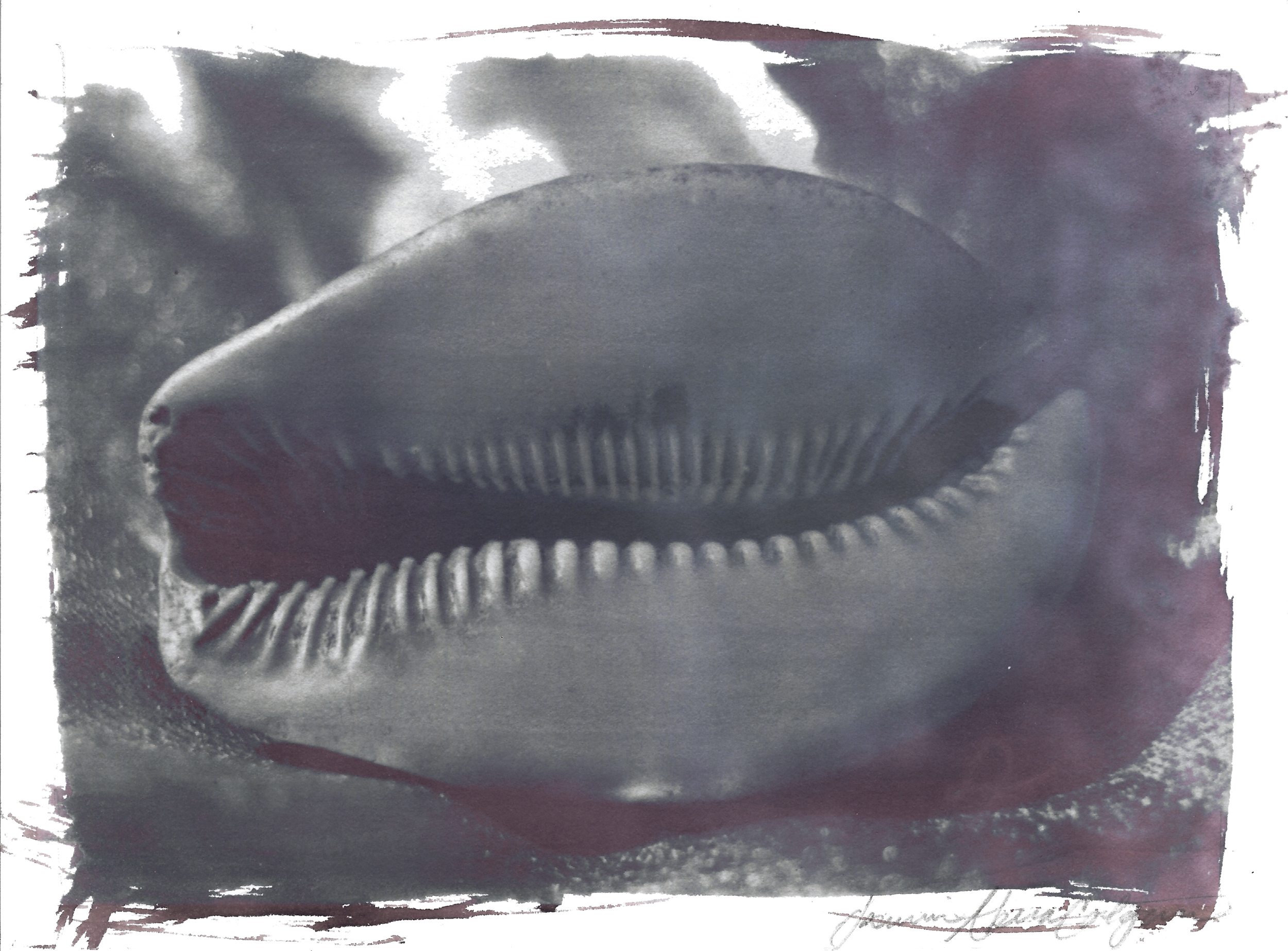 cowrie shell 16.png