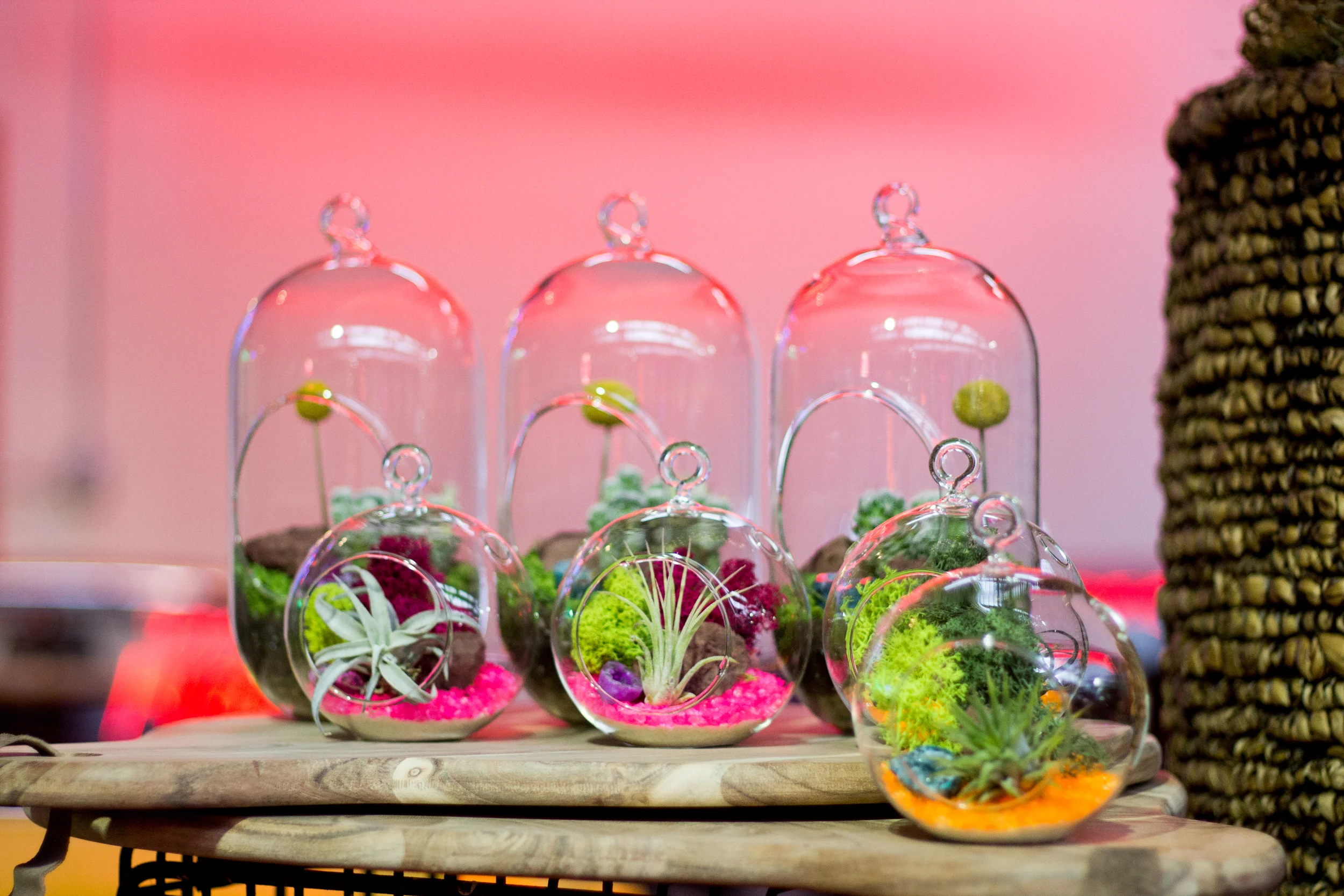 Allopath Home & Terrariums