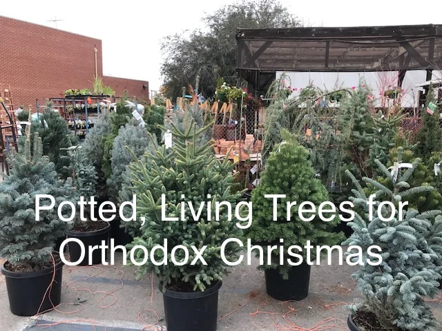 xmas trees1.jpg