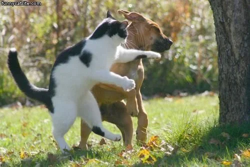  SELF DEFENSE 