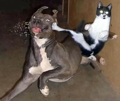  TAI-CHI 