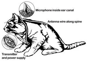 Acoustic_Kitty-1.jpg