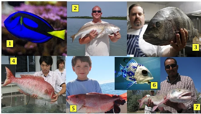 robofish.jpg