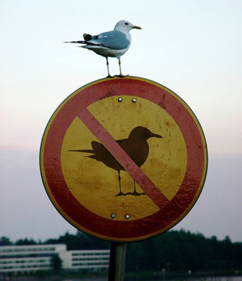 "But your Honor, the defendant is a bird and thus is unable to read signs."