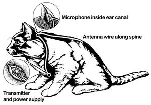 actual diagram