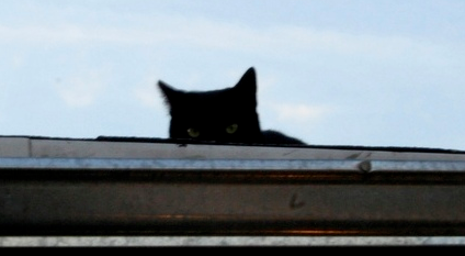 The CIA’s Cat Ops