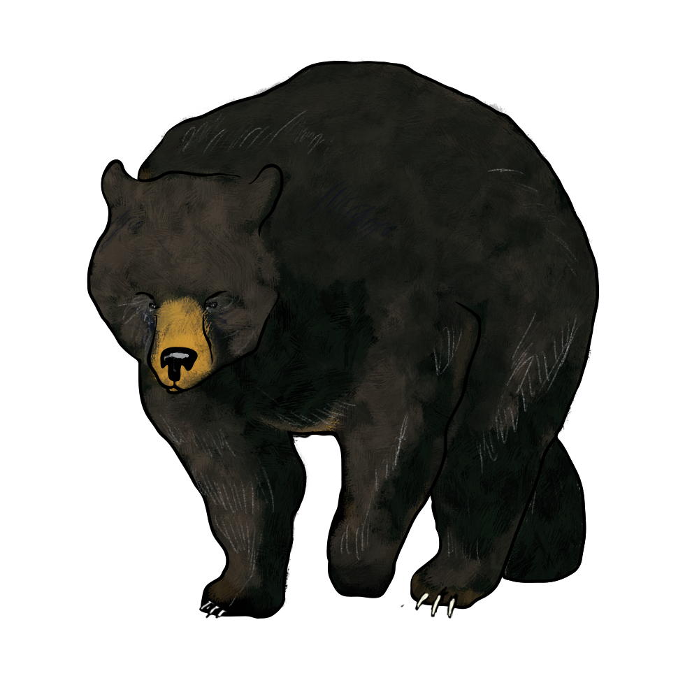 Bear.png