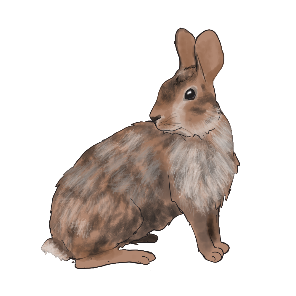 CottonTail.png