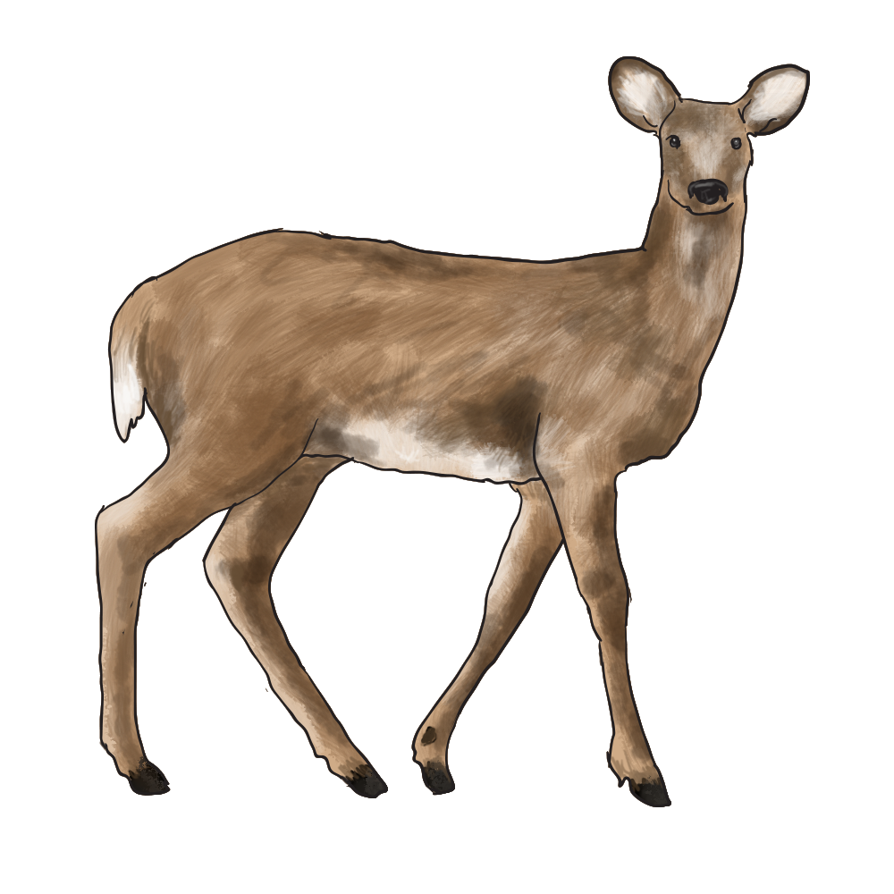 Deer.png