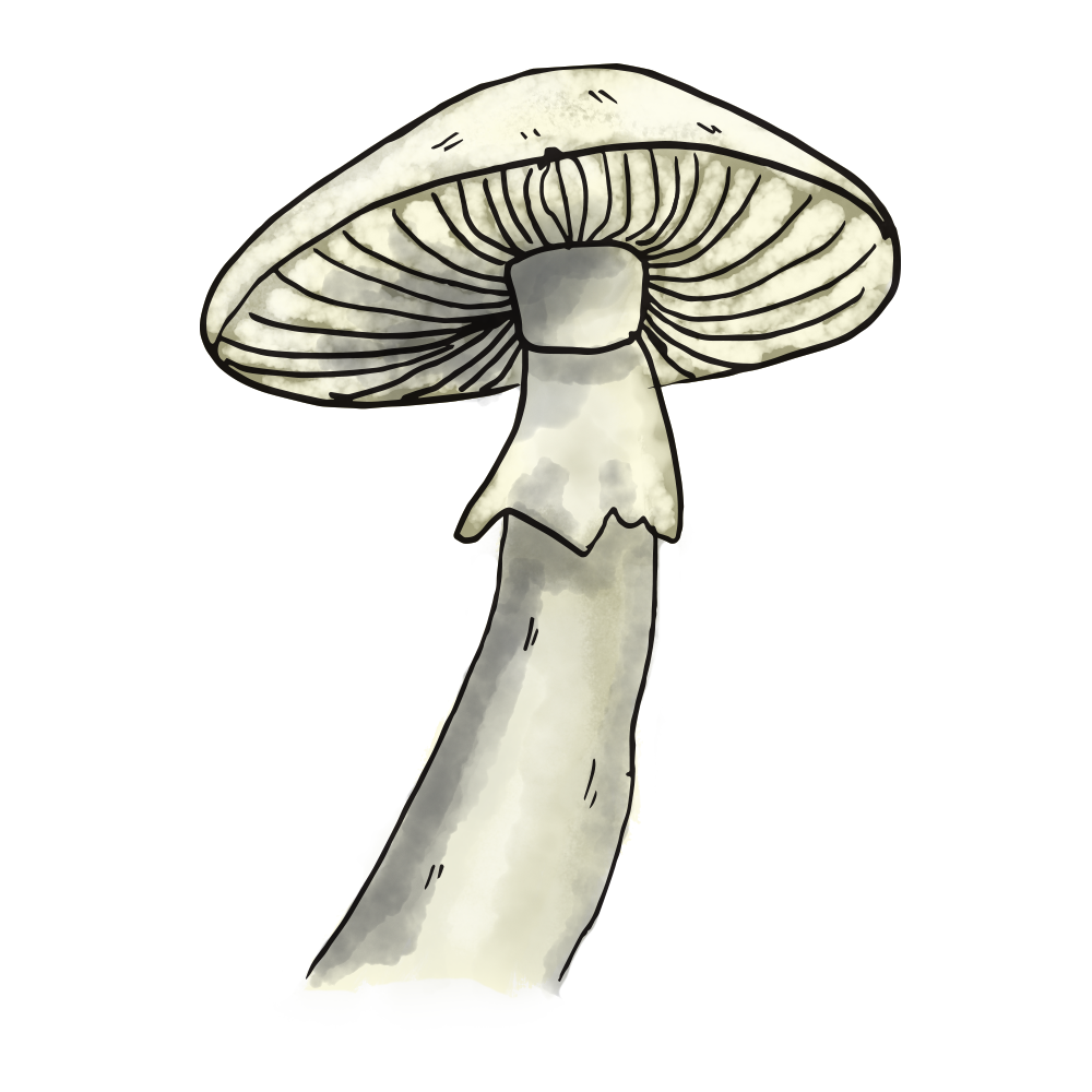 Mushroom.png