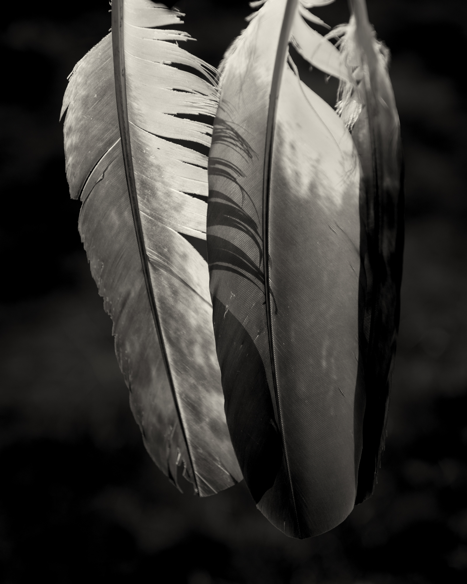 Feathers_01.jpg