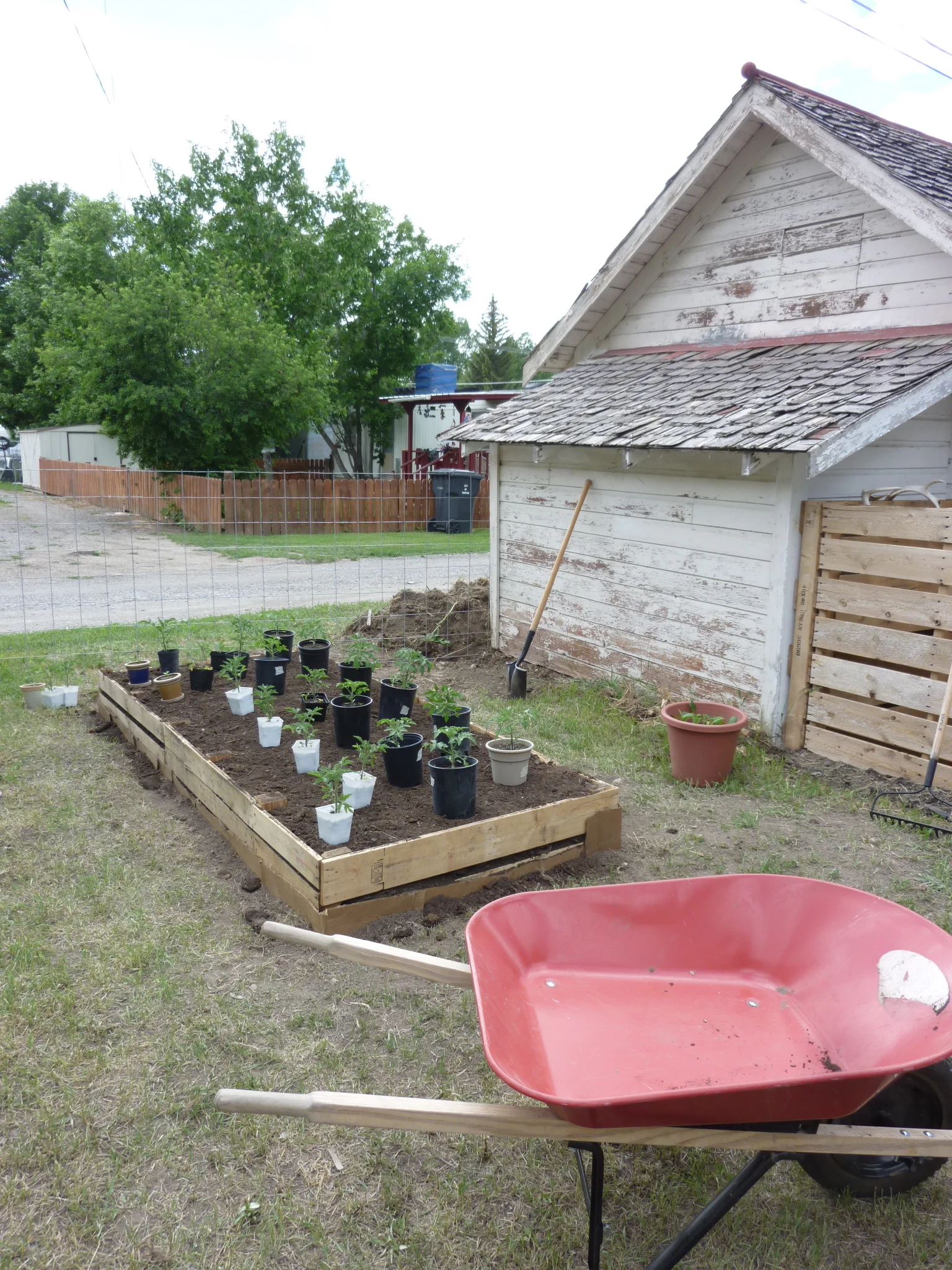 Ooooo so exciting to get these into the ground! I grew them from seed in Missoula, and they are ready to leave those hot, confining pots behind!