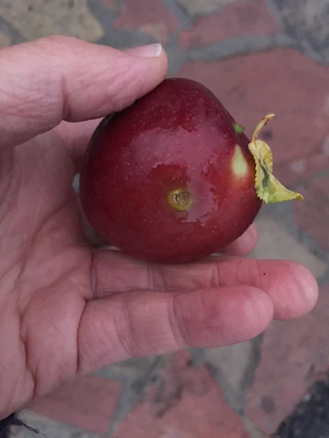 Hmmm... I thought. So many apples.