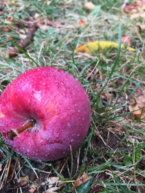 It all started with apples falling on my house in the rain.