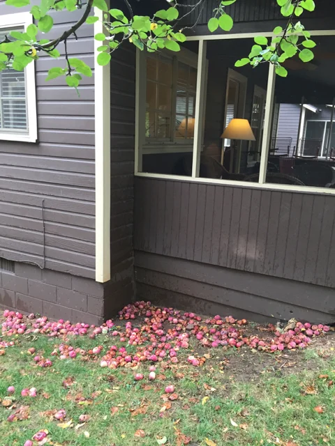 But with THIS many apples...I should make a pie!