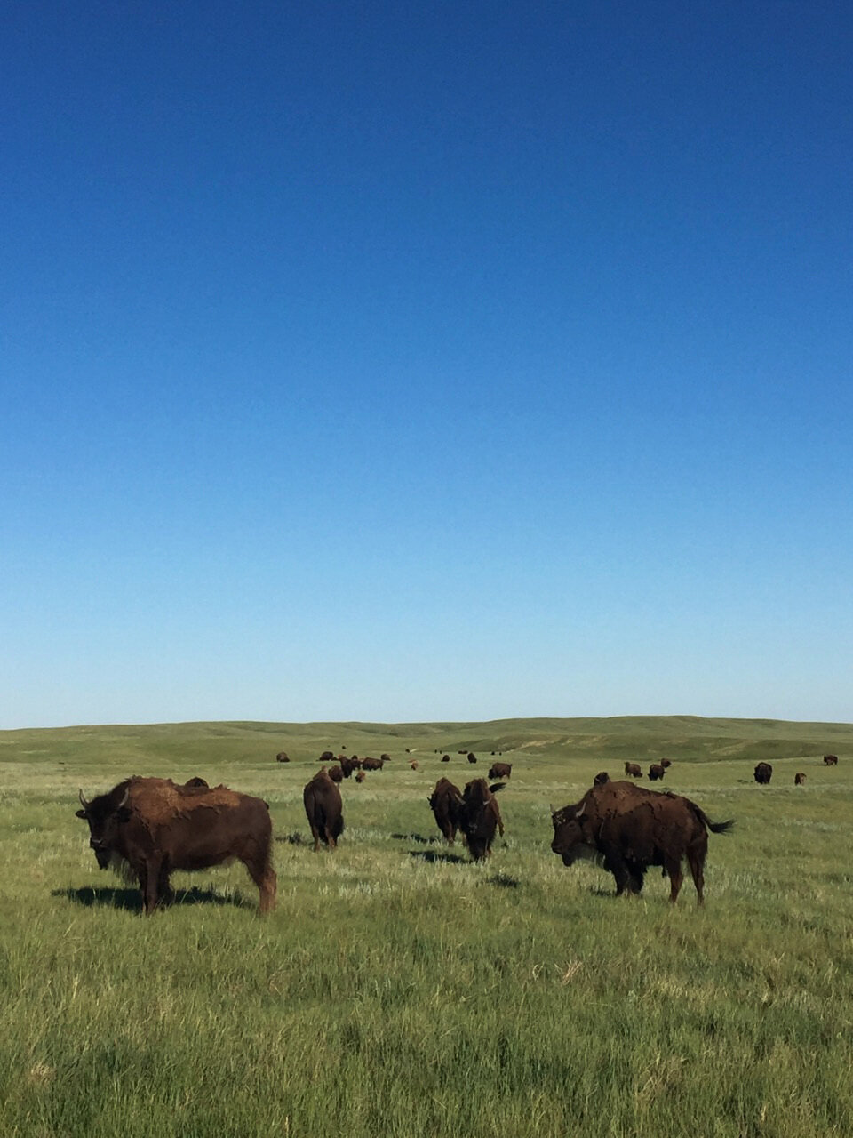 CHALLENGES OF SAVING WILD BISON | WNYC's The Takeaway, 5/9/17