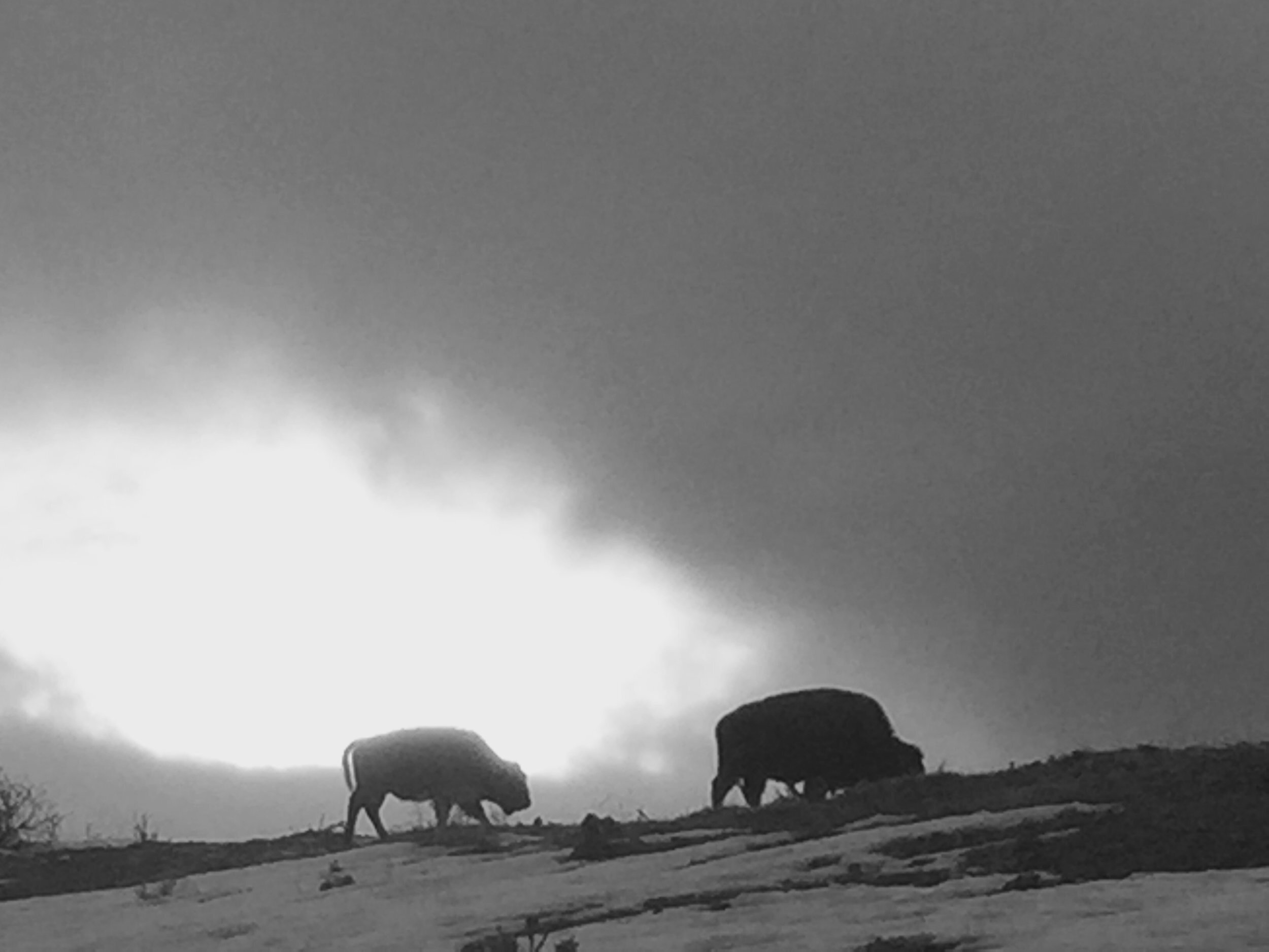 BISON FREE TO ROAM OUTSIDE OF YELLOWSTONE | NPR'S All Things Considered, 2/4/16