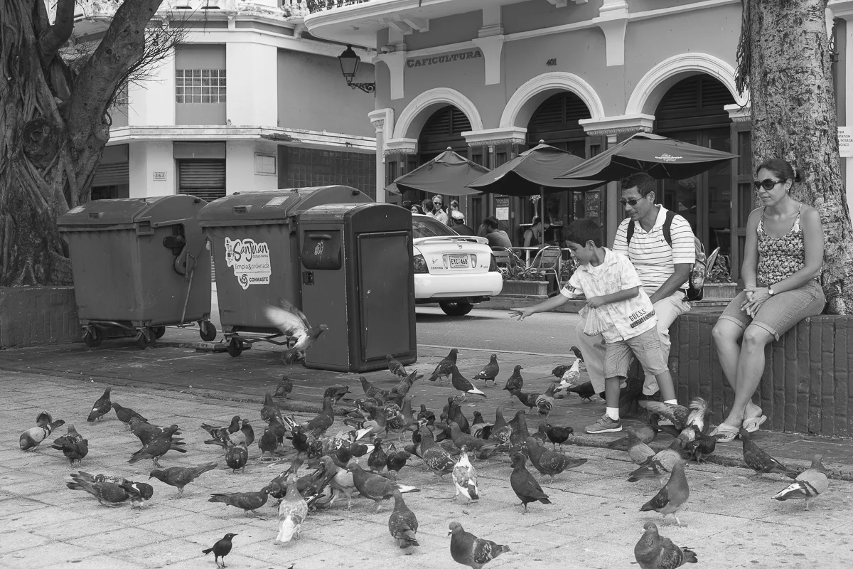 Pidgeon Family 4 San Juan