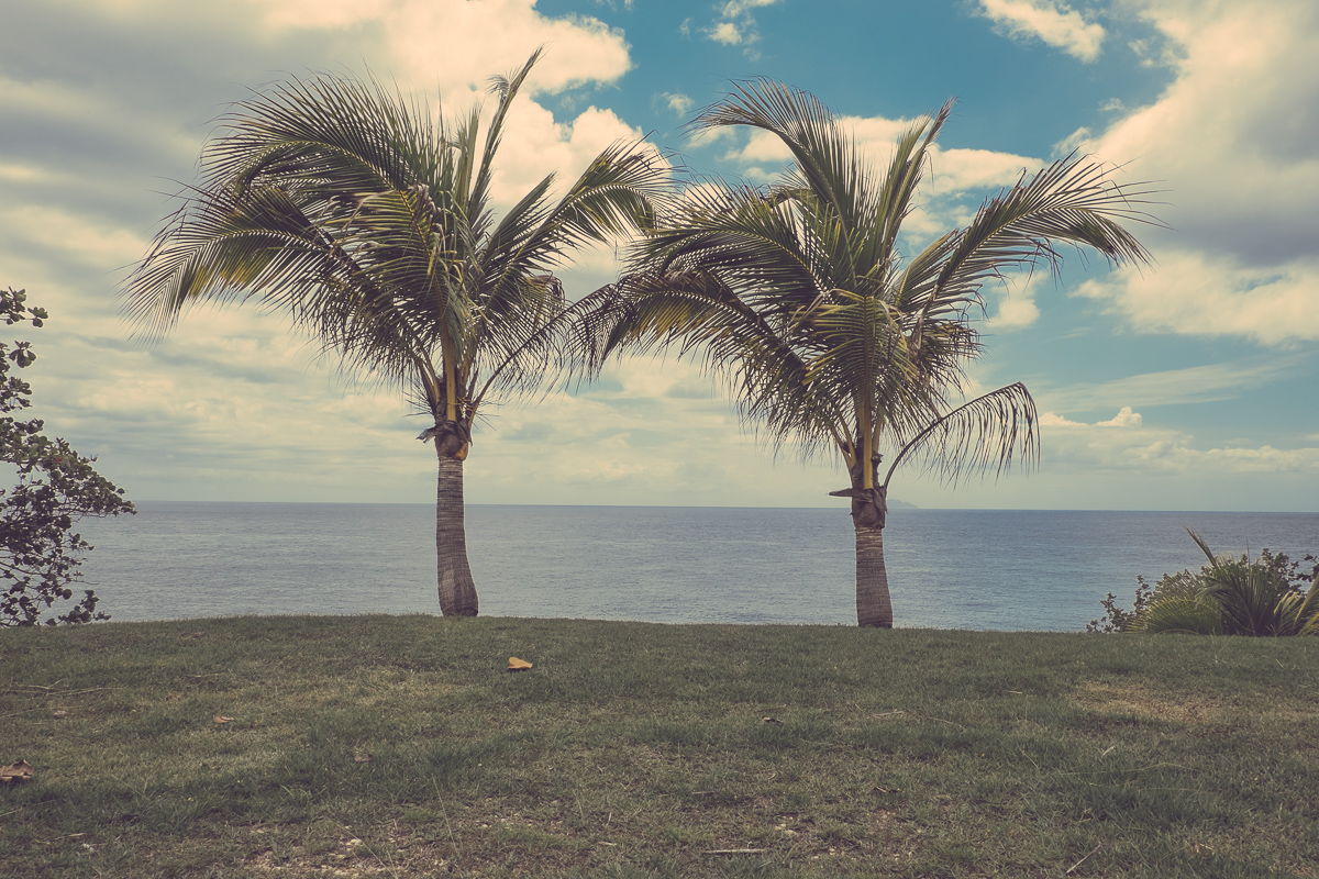 Two Trees