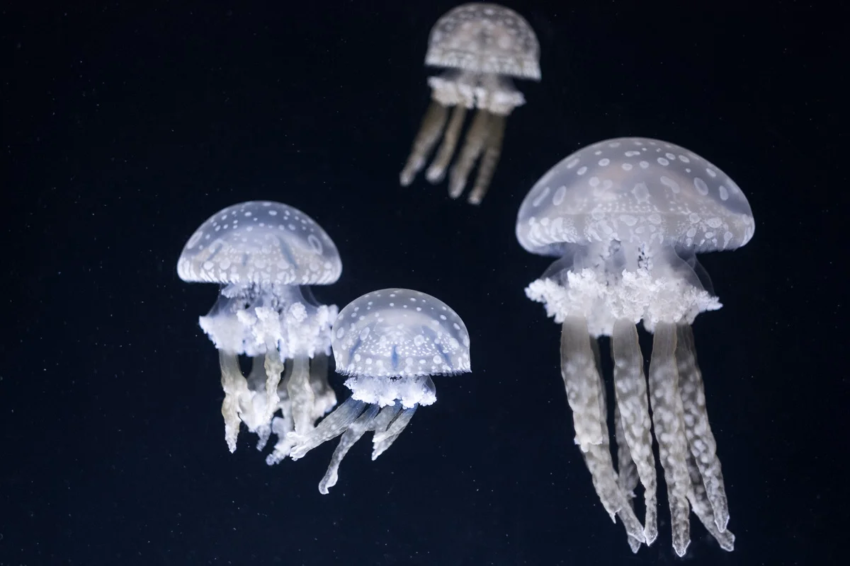 New Orleans Aquarium