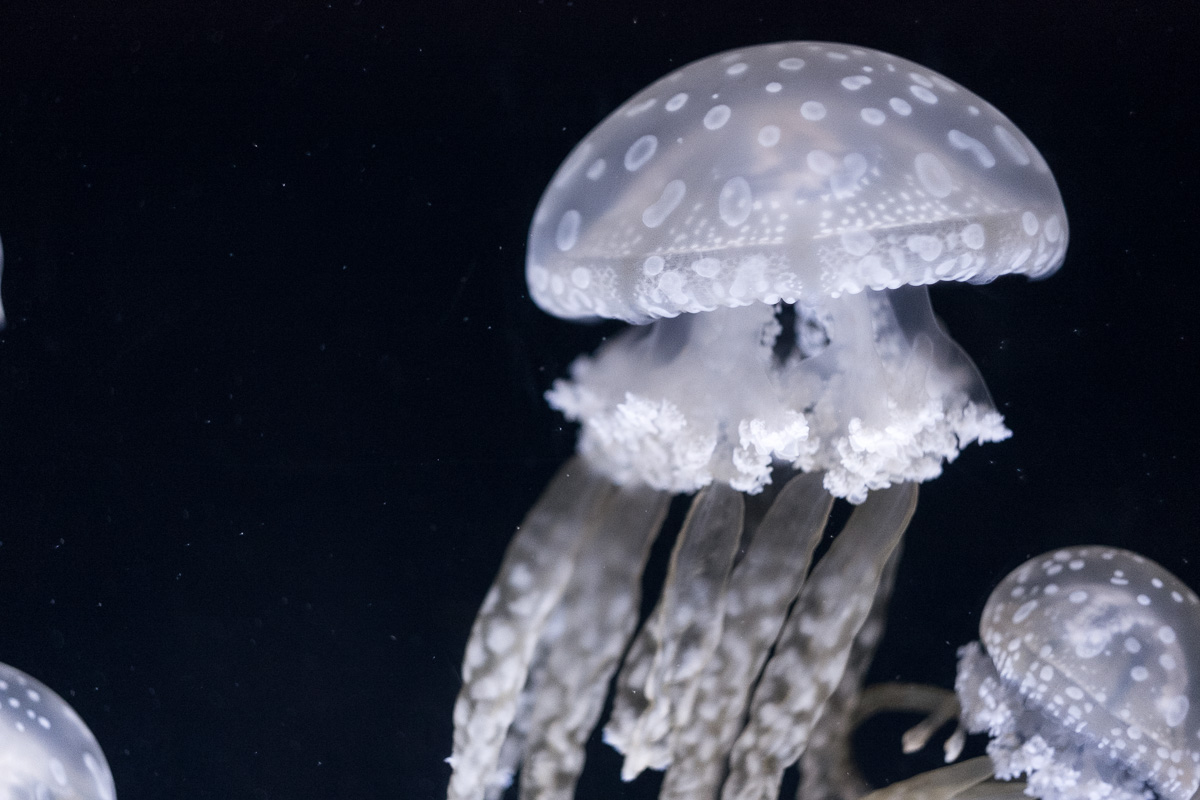 New Orleans Aquarium