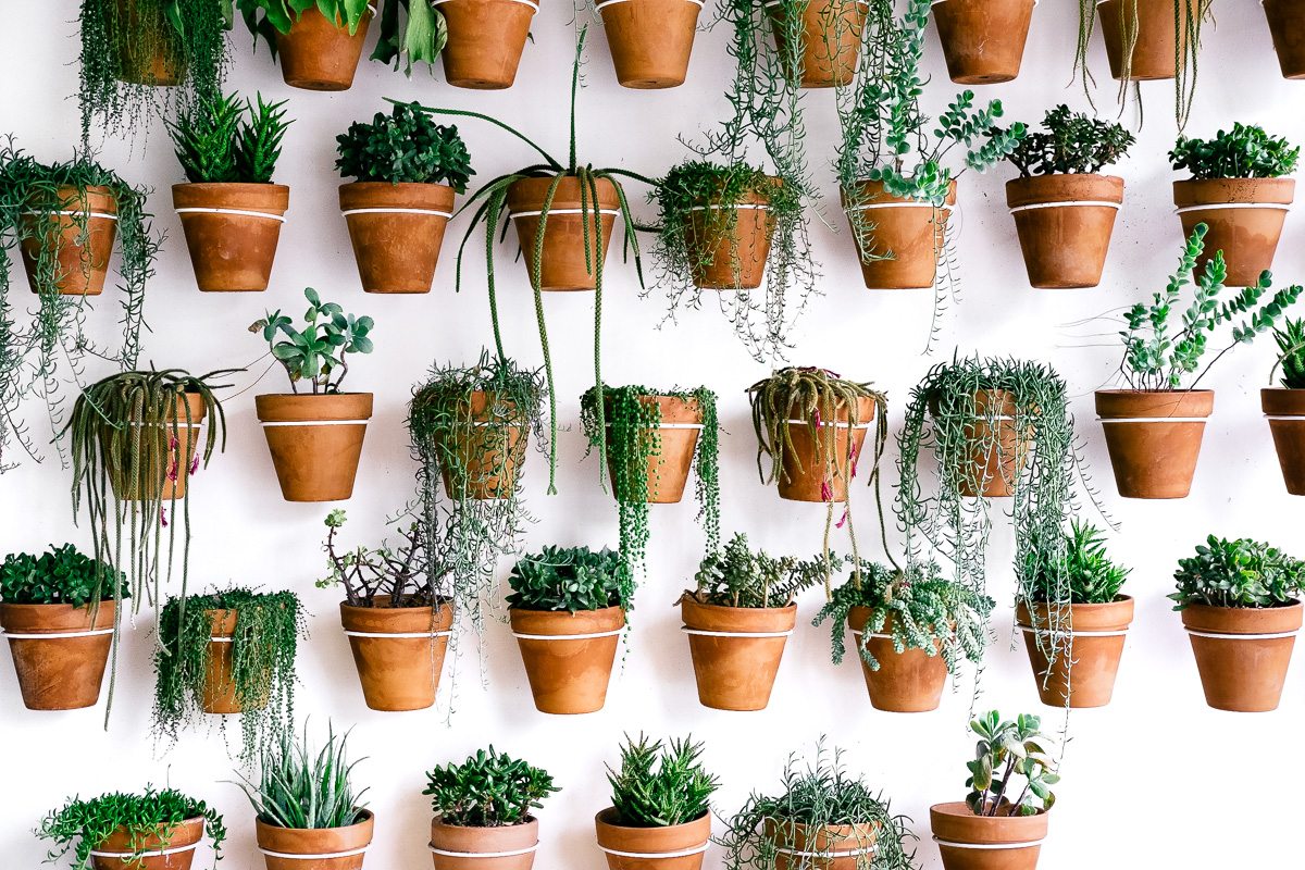 Potted Plants at Juice Served Here