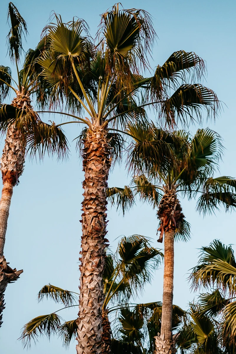 Venice Beach Palm Trees at Sunset
