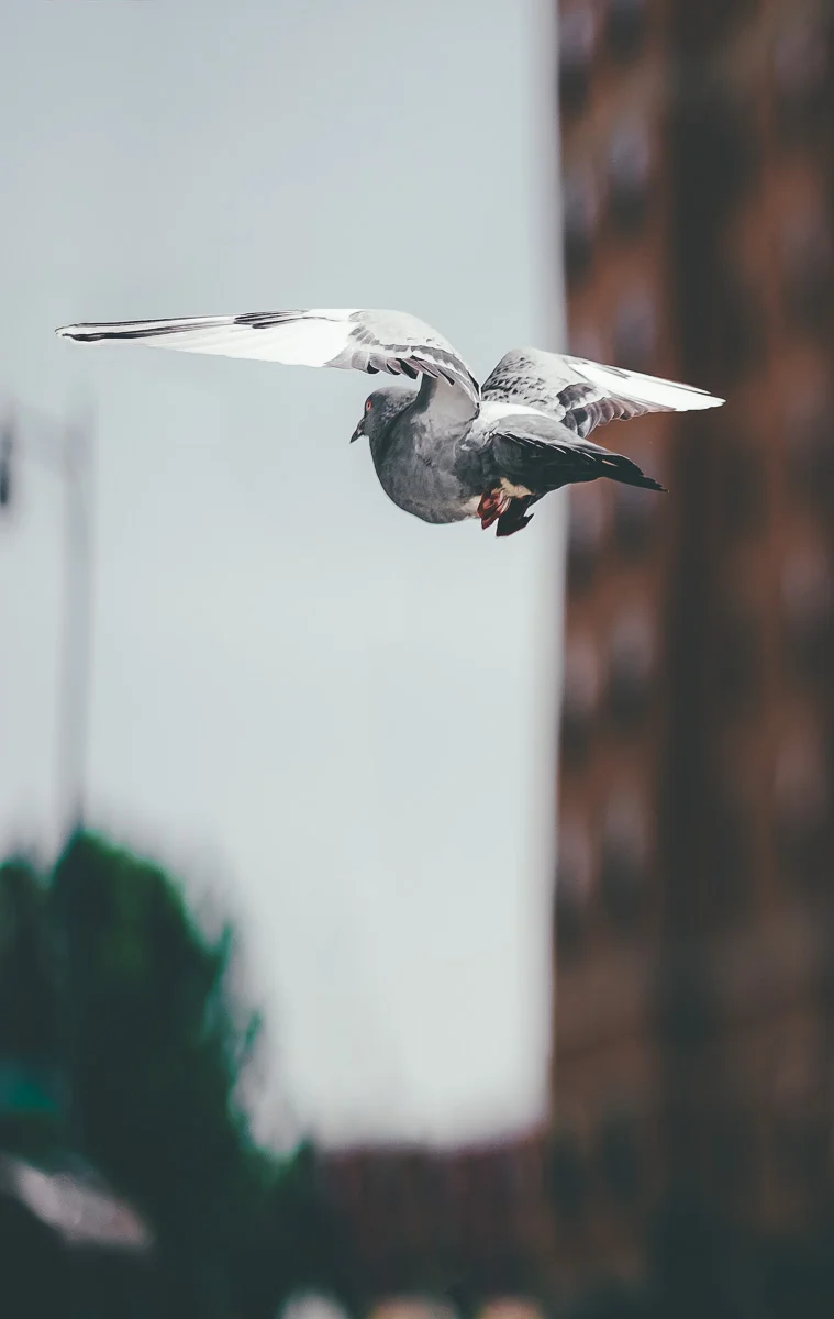 Pigeon Flying in Long Island City