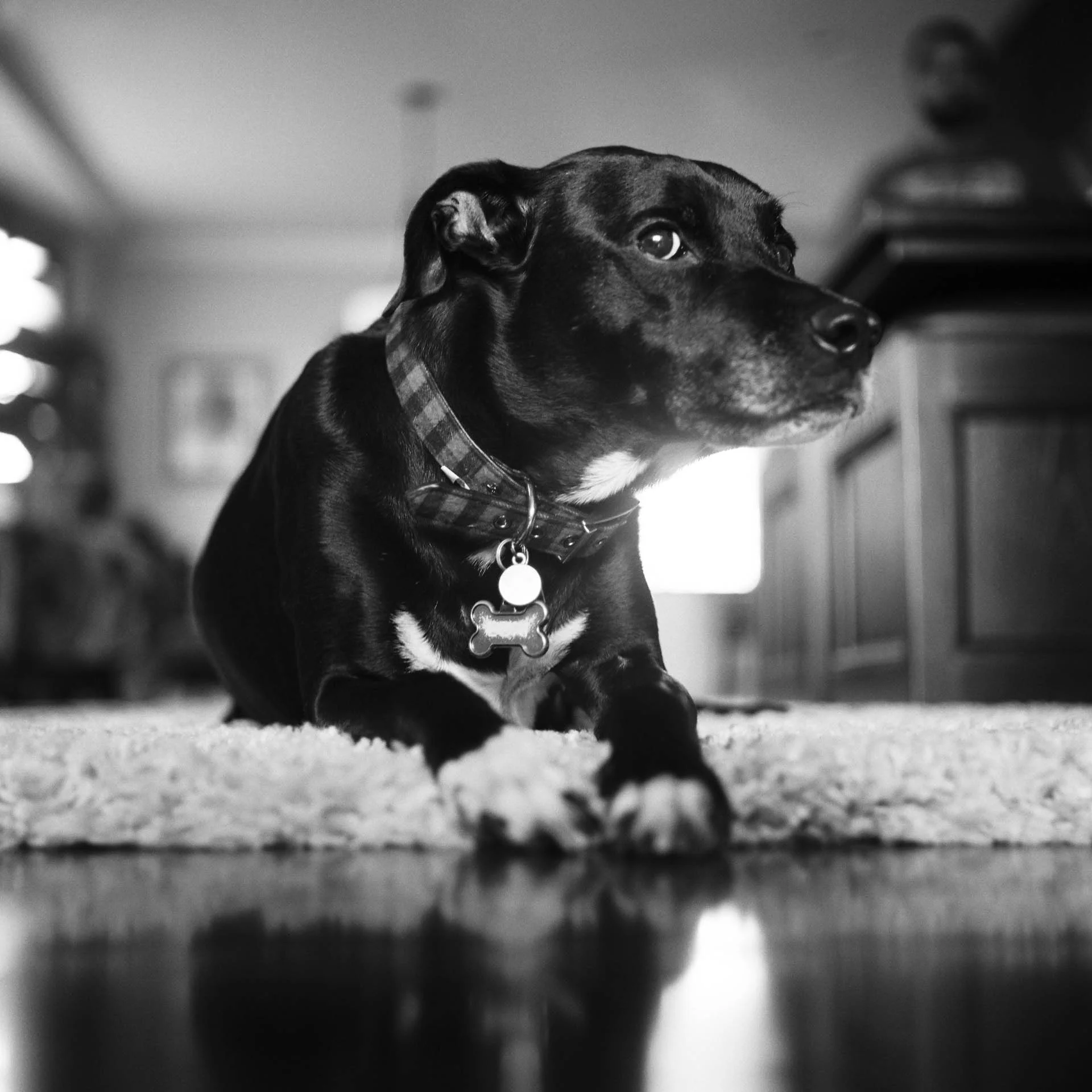 Loki The Dog