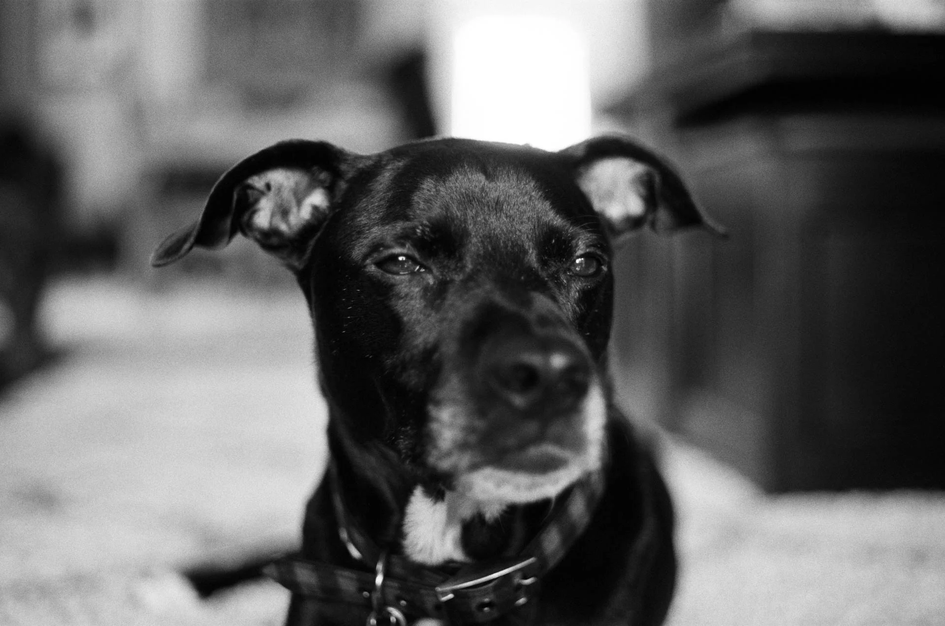 Loki the Dog
