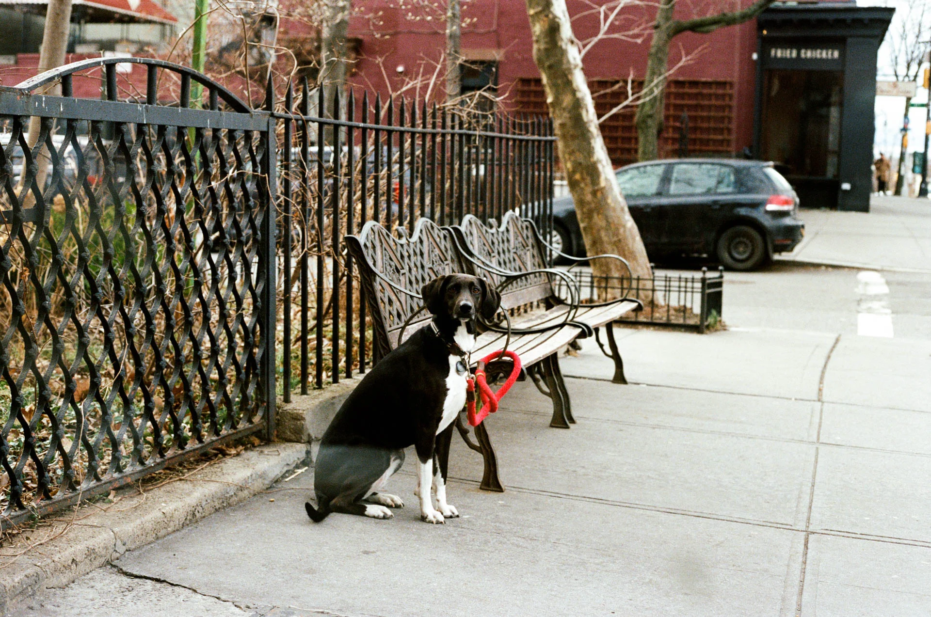 Smith Canteen Dog