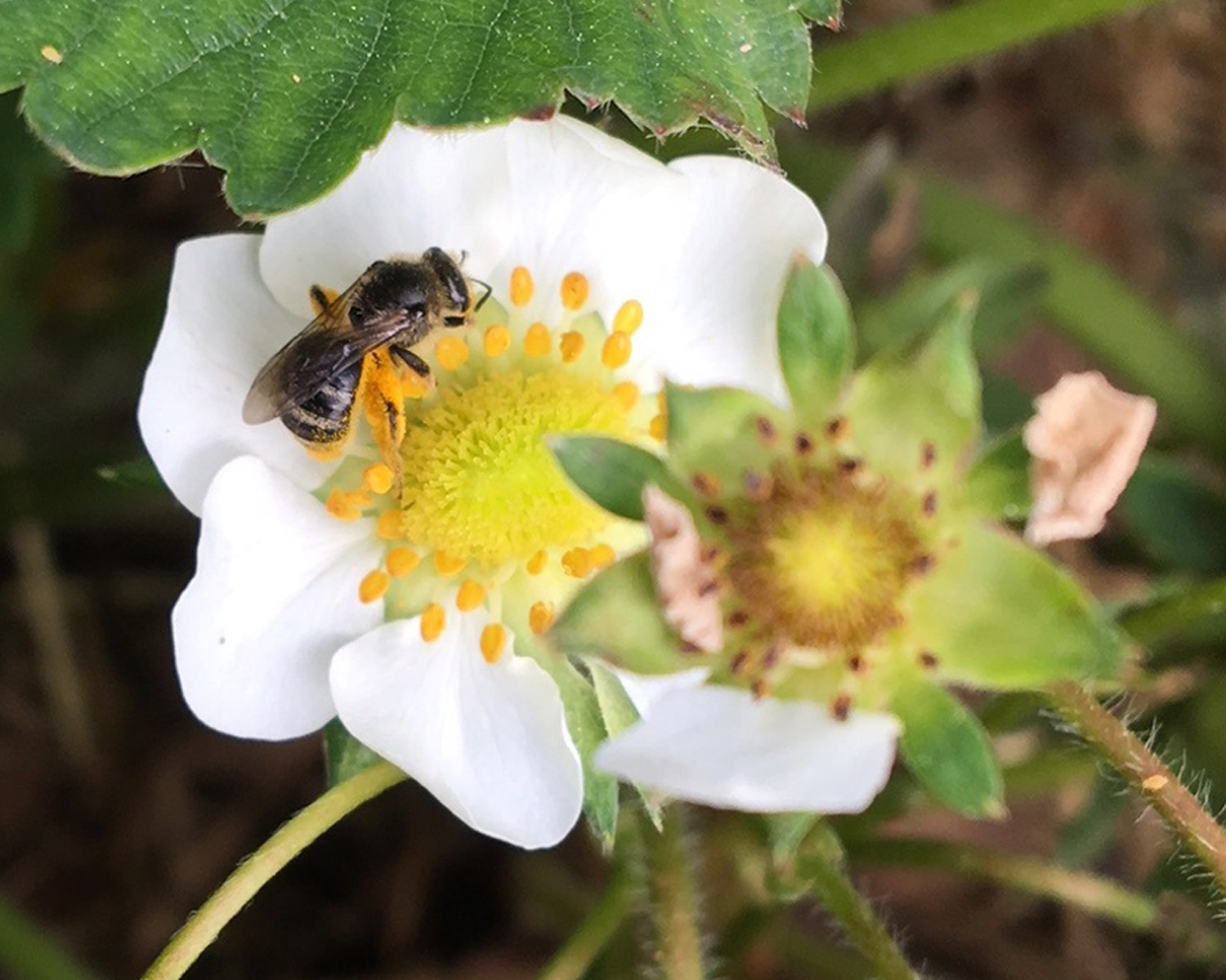 pollinating bee Drumlin crop.jpg