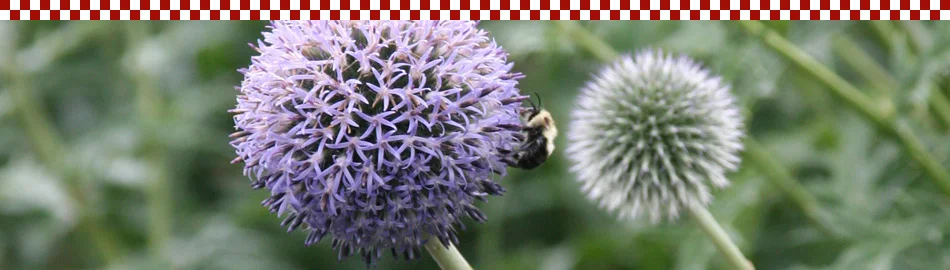 hd_bee.jpg