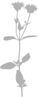 illo_spring_botanical.jpg