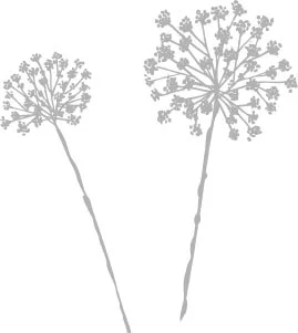 illo_summer_botanical.jpg