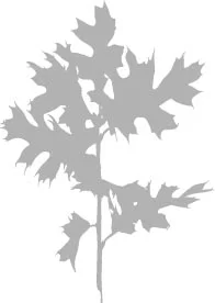 illo_fall_botanical.jpg