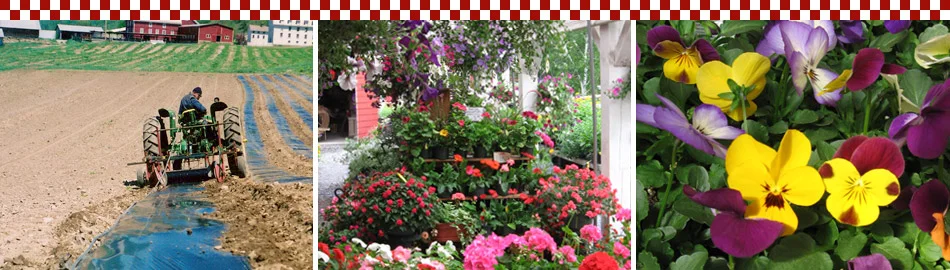 hd_spring.jpg
