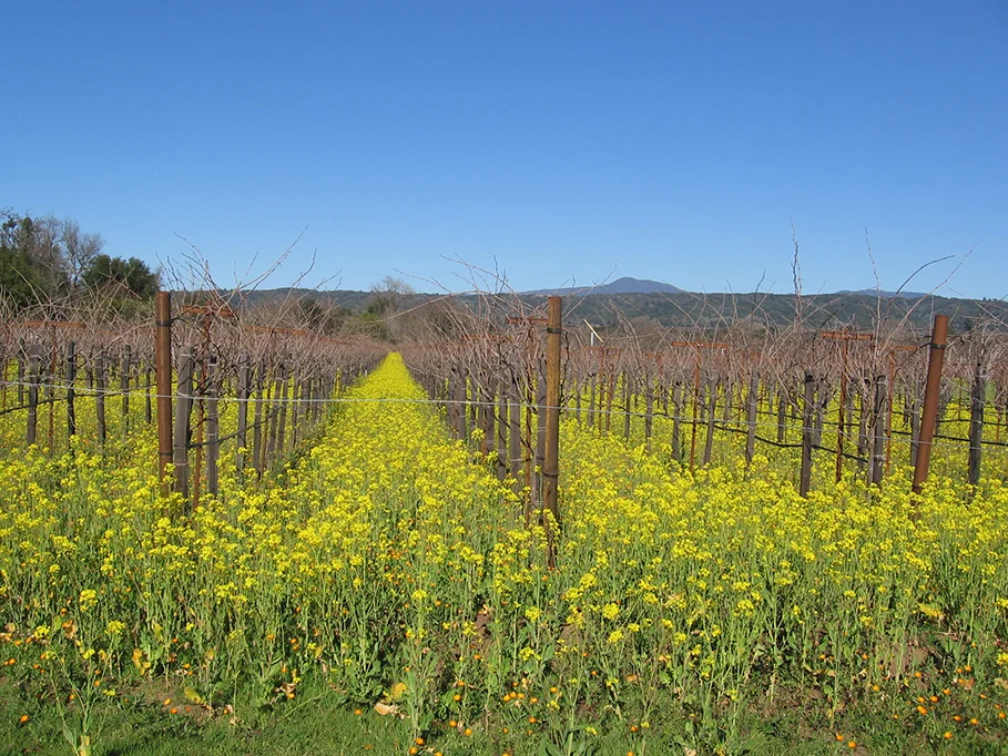 California Vineyard