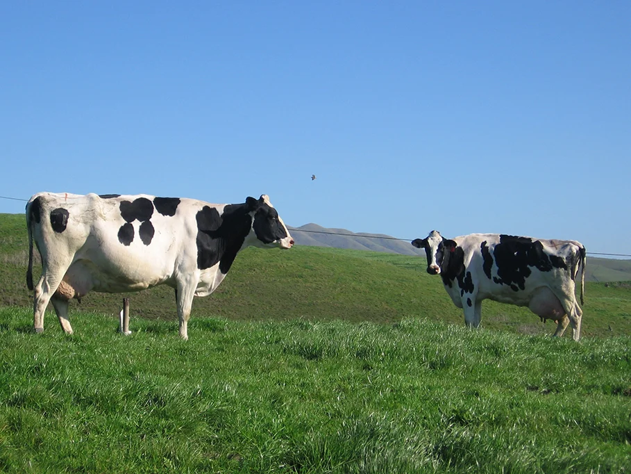 California Cows
