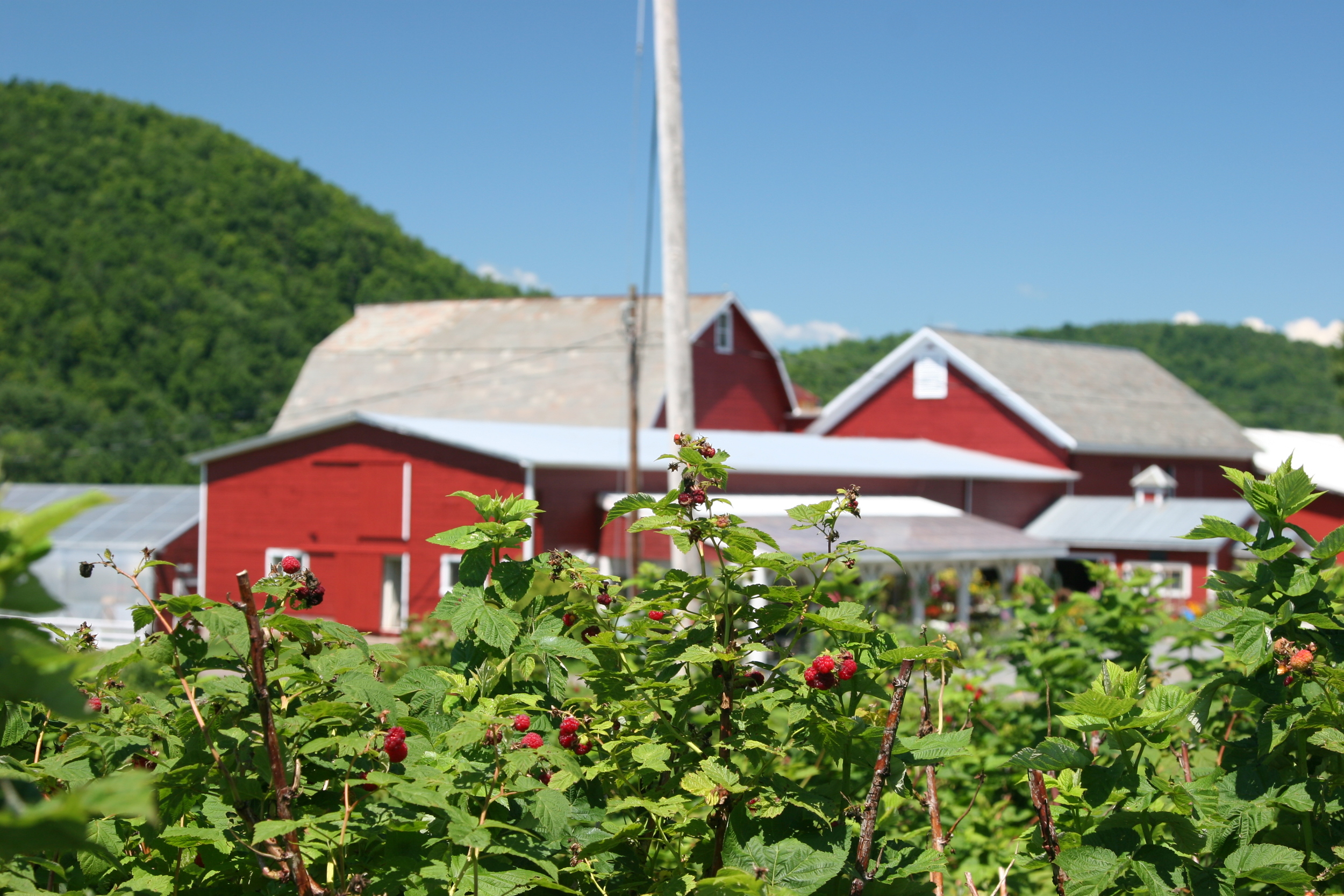 Raspberries.jpg