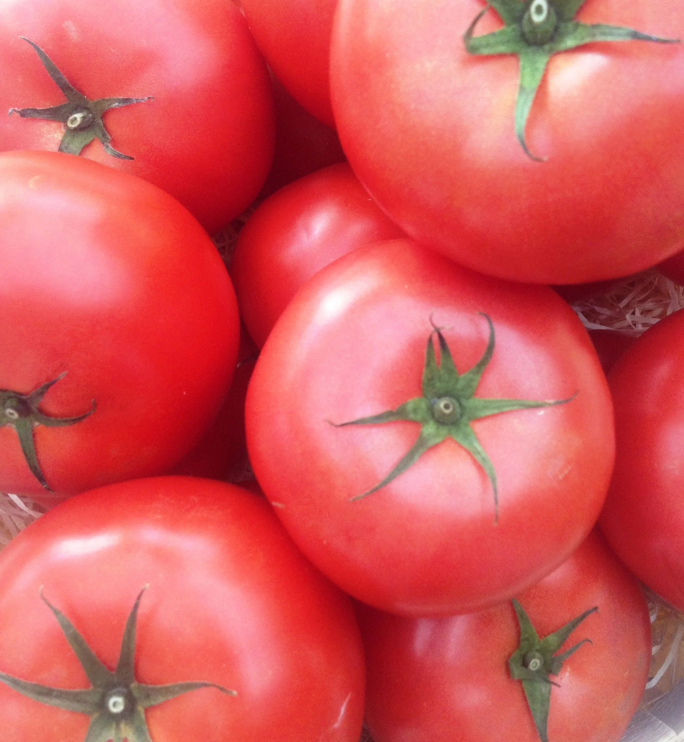 bigtomatoes.jpg
