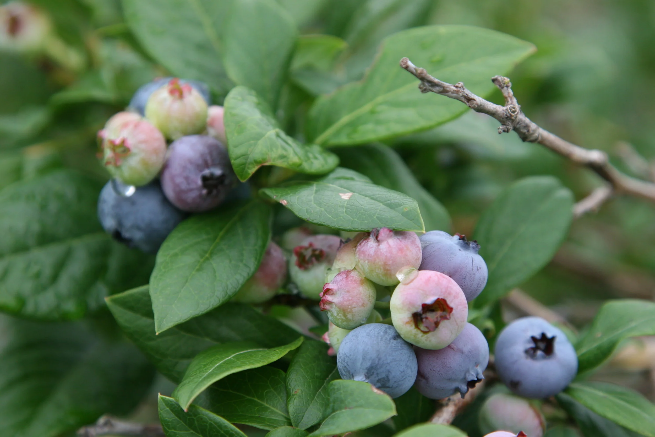 BerryBush.jpg