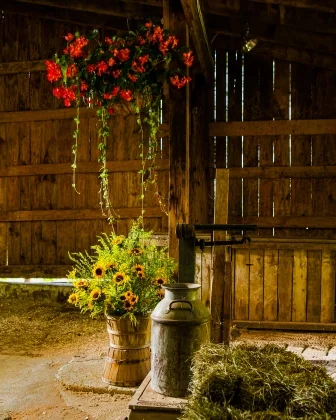 hanging and sunflowers.jpg